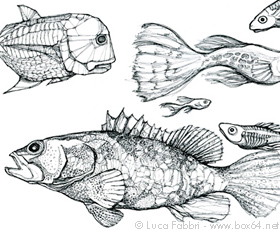 disegno a penna pesci