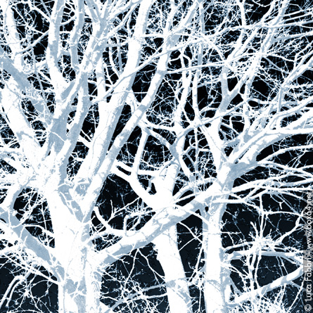 fotografia fronde alberi elaborazione grafica