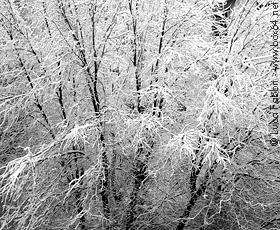 fotografia Roma albero neve