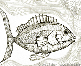 disegno a penna pesce