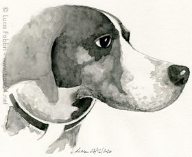 disegno acquarello muso cane