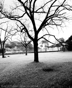 fotografia Roma albero Villa Ada