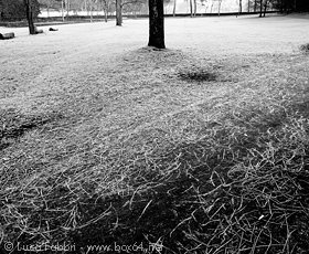 fotografia Villa Ada ghiacciata