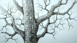 video time lapse disegno al tratto su carta di un albero - canale youtube rapidisegni